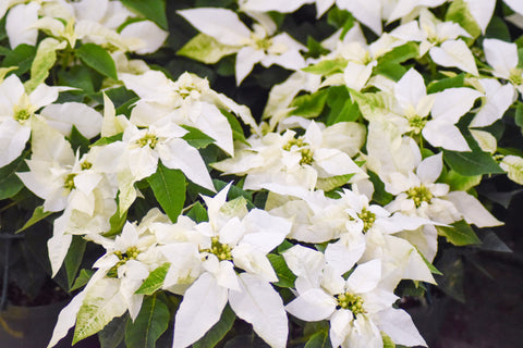 Poinsettia 'Princettia White'