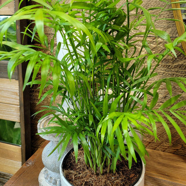 Neanthe Bella Palm