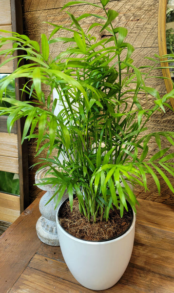 Neanthe Bella Palm – Pike Nursery
