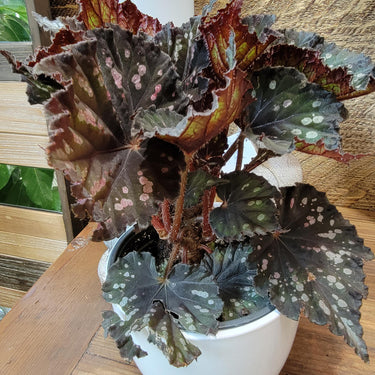 Rex Begonia