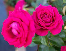 Sweet Spirit Rose