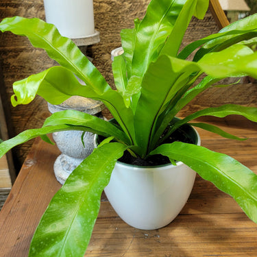 Japanese Nest Fern
