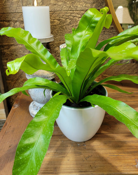 bird's nest fern japanese Japanese Nest Fern