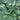 Lakeside Paisley Print Hosta - Monrovia