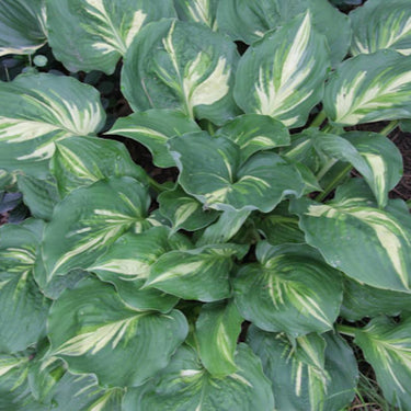 Lakeside Paisley Print Hosta - Monrovia