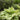 August Moon Hosta - Monrovia