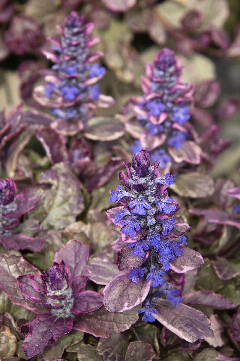 Monrovia Burgundy Glow Ajuga - Thumbnail 5