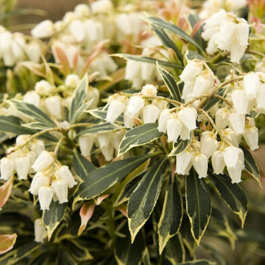 Variegated Japanese Pieris - Monrovia