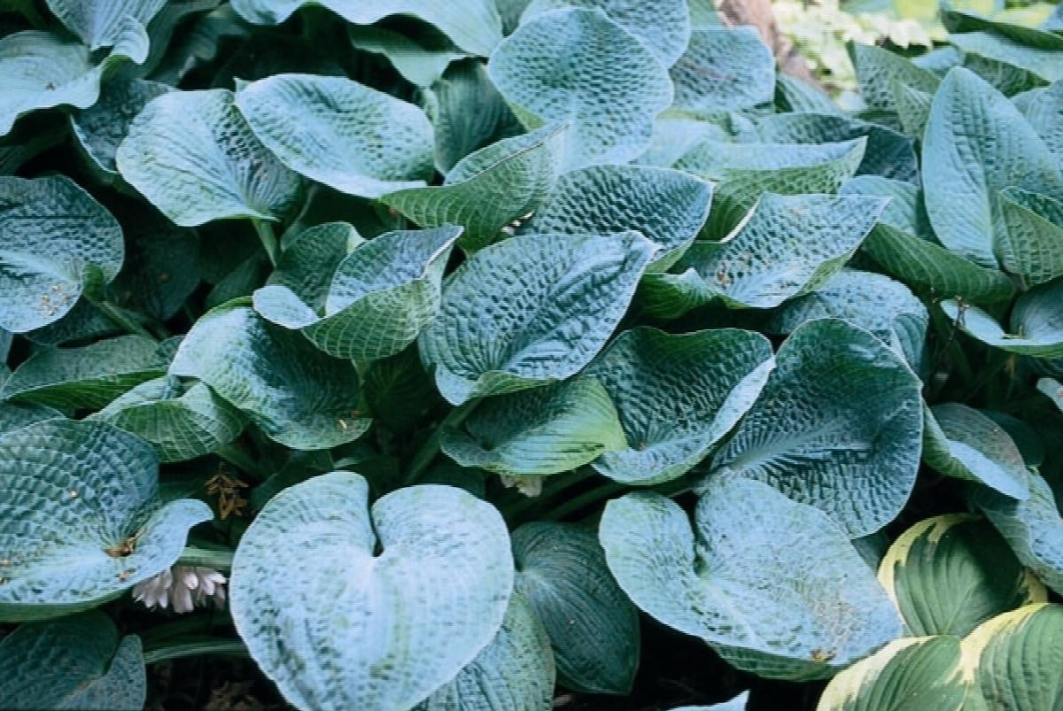 Monrovia Francee Hosta