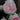 Eden Pink Climbing Rose