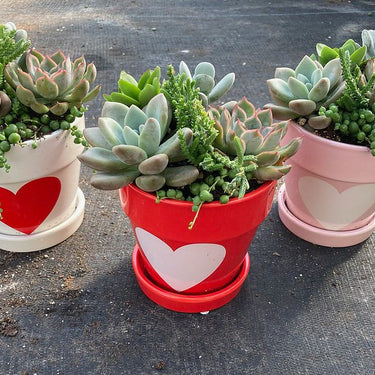 Valentines Day Succulent Combo