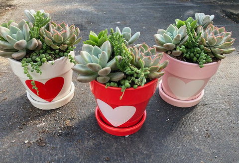 succulent valentines Valentines Day Succulent Combo