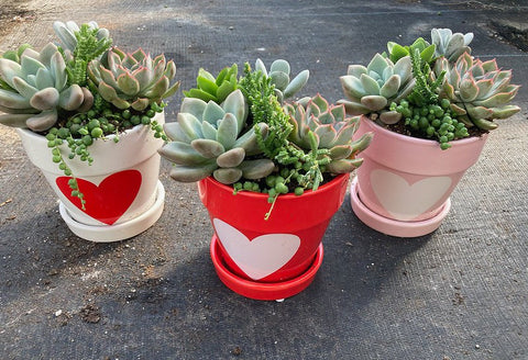 Valentines Day Succulent Combo