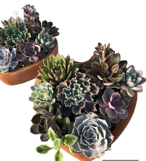 valentine's day succulent Valentine's Day Succulent Flower Bowl 6 inch