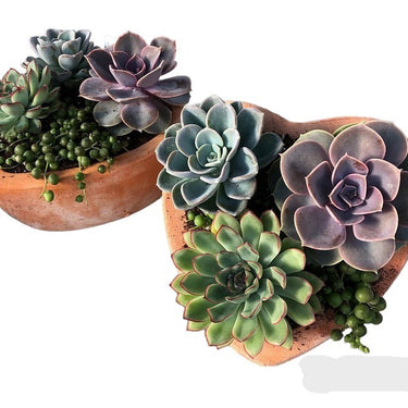 Valentine's Day Succulent Flower Bowl
