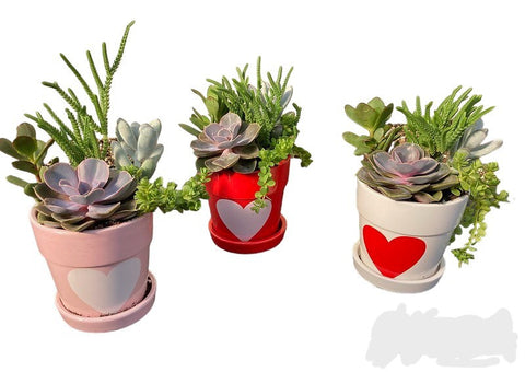 Valentines Day Succulent Combo