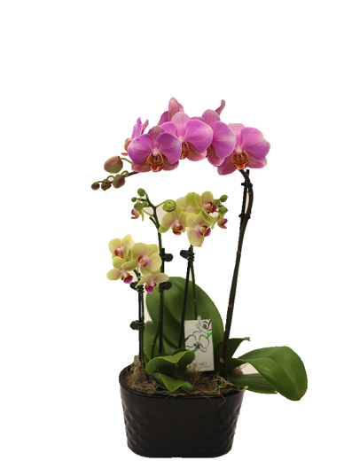 4.5" Orchid Oval Garden