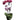 6" Orchid Garden