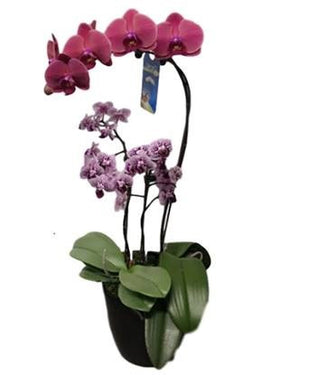 6" Orchid Garden