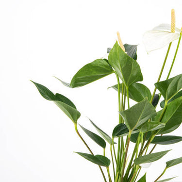 White Heart Anthurium