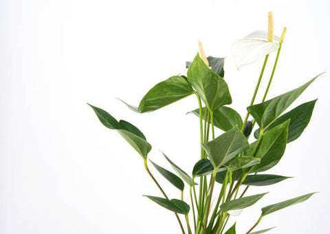 anthurium fleur blanche White Heart Anthurium – Pike Nursery