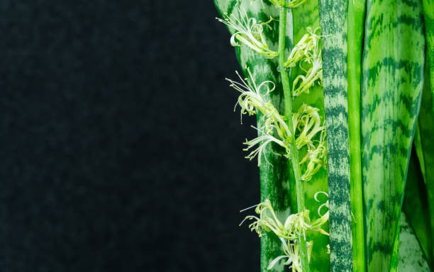 Pike Nursery Snake Plant - Thumbnail 3