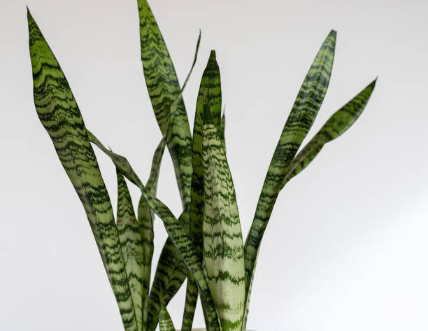 Pike Nursery Snake Plant - Thumbnail 2