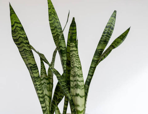 zeylanica snake plant Snake plant (Sansevieria Zeylanica) 8 inch