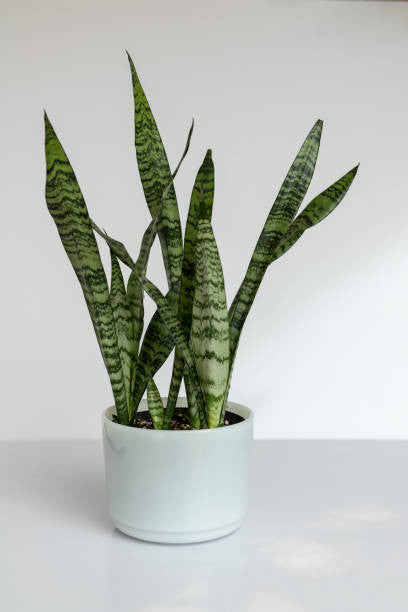 Pike Nursery Snake Plant