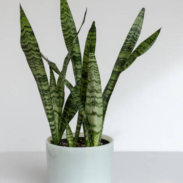 Snake plant (Sansevieria Zeylanica)